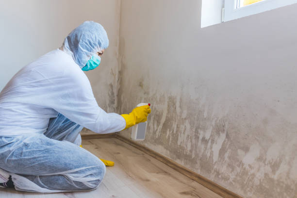 Licensed Mold Cleanup service in Revere, MA - WQB Mold Removal