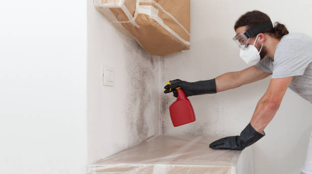 Professional Mold Cleanup technician working in Revere, MA