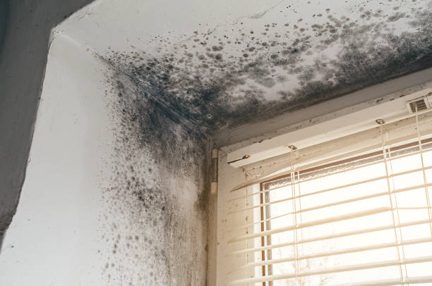 Affordable Mold Cleanup solutions in Revere, MA